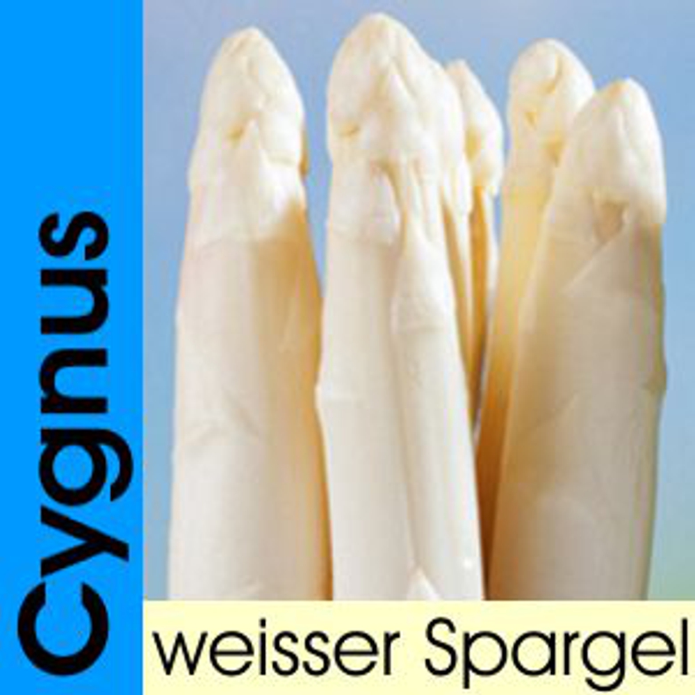 SPA CY.jpg Spargelpflanzen weiß