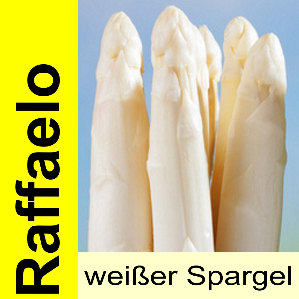 SPA RF.jpg Spargelpflanzen weiß