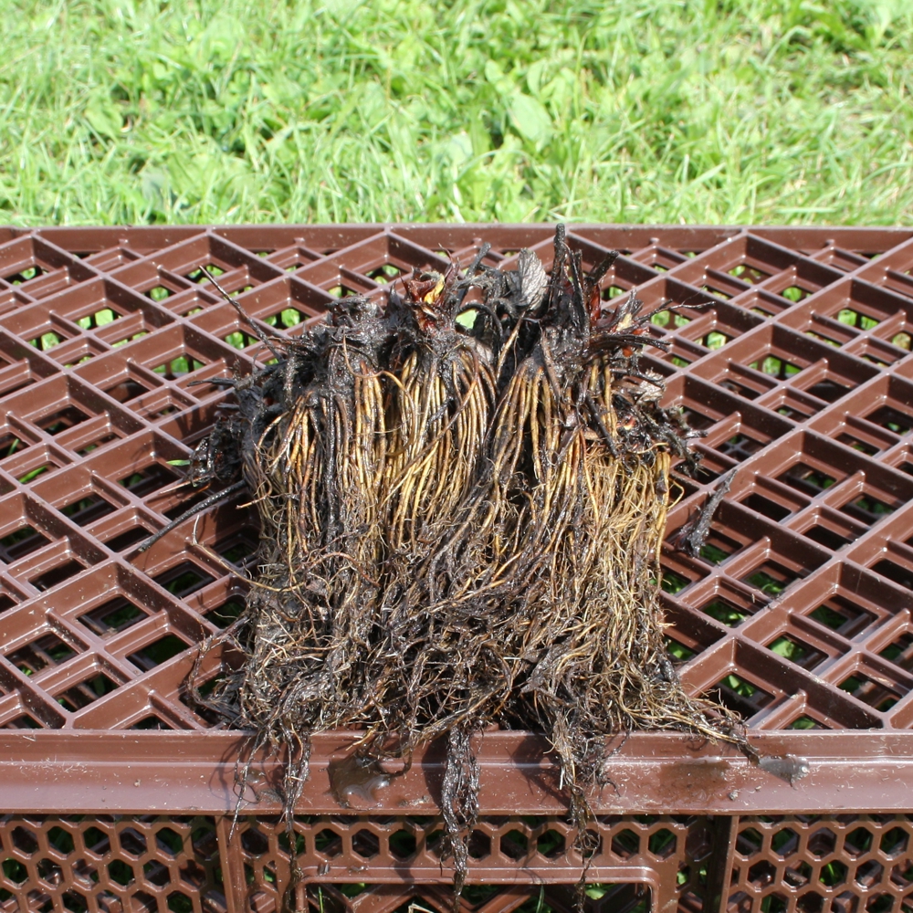 Erdbeerfrigopflanzen